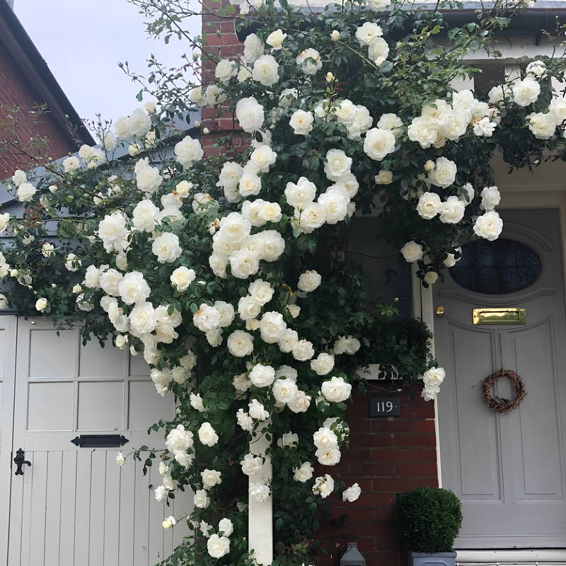 Escalando videira sementes de flores de rosa🌹